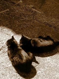 (untitled)