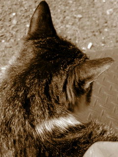 (untitled)