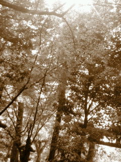 (untitled)